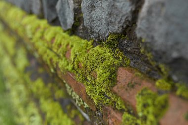 Eski taş duvar yosunla kaplı.