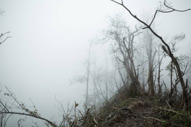 Kül patlamasından sonra yok olmuş bir ormandaki mistik atmosfer. Dağın tepesinde çıplak ağaç gövdeleri ve palmiye ağaçları olan ölü orman bulutlarla ya da sisle kaplıdır.
