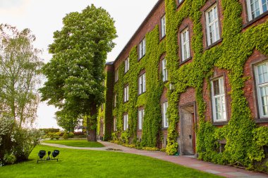 Krakow 'un merkezindeki eski Zamek Krolewski na Wawelu şatosuna tırmanan yemyeşil sarmaşıklı eski kırmızı tuğladan yapılmış bir bina.