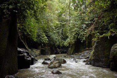 Bali 'nin popüler adasında ormandaki bir dağ nehri