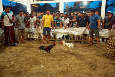 Asyalı dövüşçü horoz arenası popüler Bali adasında seyirci olarak yerel halkla dövüşüyor. Bali, Endonezya - 03.04.2018