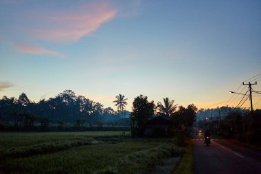 Palmiye ve tropik ağaçlardan oluşan siluet gün batımına karşı