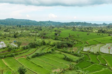 Popüler turist adası Bali 'de pitoresk pirinç terasları