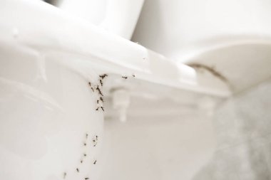 A colony of ants hides their eggs under the toilet in the bathroom. The problem with insects in the house
