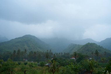 Artan dağlar ve palmiye ağaçları olan pirinç tarlasında tropik bir yağmur fırtınası.