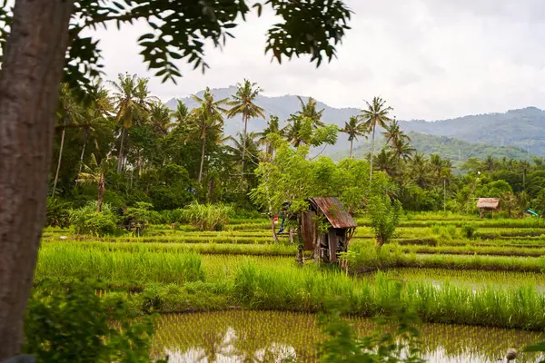 Sebuah Pondok Jerami Tua Reyot Pekerja Lapangan Berdiri Sawah Pulau Stok Gambar Bebas Royalti