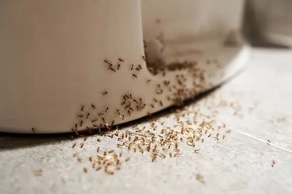 Colony Ants Hides Eggs Toilet Bathroom Problem Insects House lizenzfreie Stockbilder
