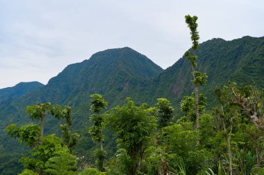 Güneşli bir günde tropik dağlar ve palmiye ağaçları olan pirinç tarlaları.