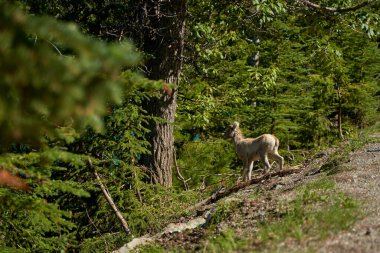 Büyük boynuzlu koyun sürüsü yazın güzel Minewanka Gölü yakınlarında Kanada 'daki Banff Ulusal Parkı' nın dağlarında yürür..