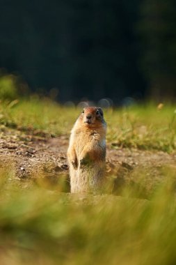 Çayır köpekleri yuvalarının yakınındaki dağlardaki çayırlarda doğal ortamlarında.