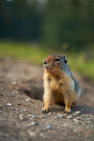 stock image Prairie dogs in their native environment in the meadows in the mountains near their den