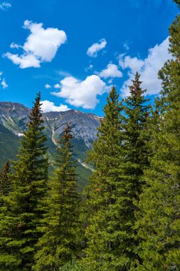 Alberta 'nın kayalık dağları güneşli bir yaz gününde kozalaklı ormanlarla çevrilidir.