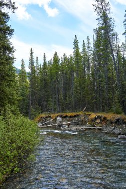 Kanada 'nın Alberta dağlarındaki kozalaklı bir ormanın içinden temiz bir dağ nehri akar.