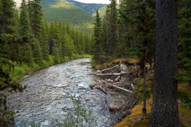 Kanada 'nın Alberta dağlarındaki kozalaklı bir ormanın içinden temiz bir dağ nehri akar.