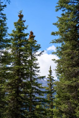 Alberta 'nın kayalık dağları güneşli bir yaz gününde kozalaklı ormanlarla çevrilidir.