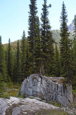 Kanada 'daki Alberta Rocky Dağları' ndaki kayaların arasında vahşi bir kozalaklı orman yetişiyor.