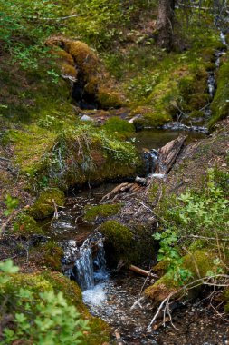 A small clear stream in the forest flows over moss-covered stones clipart