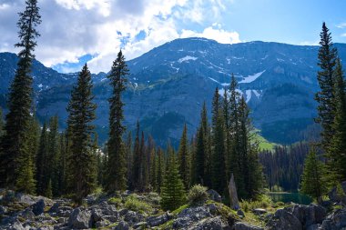 Kanada 'daki Alberta Rocky Dağları' ndaki kayaların arasında vahşi bir kozalaklı orman yetişiyor.