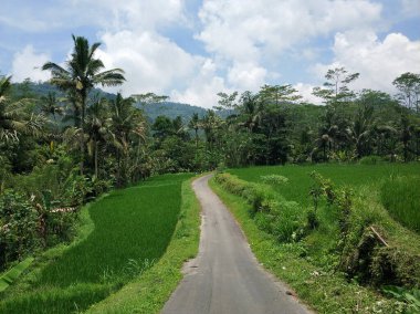 Bali tropikal adasındaki pirinç tarlaları boyunca uzanan rahat bir yol.