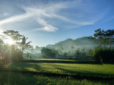 Tropikal Bali adasında palmiye ağaçları olan yeşil pirinç tarlaları manzarası