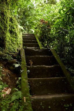 Ormanda yosun kaplı merdivenler..