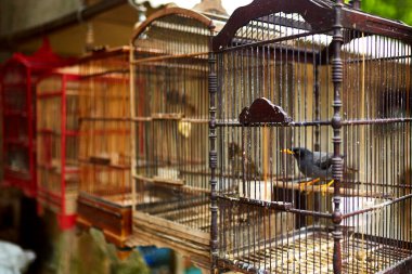 Eski bir kuş kafesi ve kuş Asya pazarında satılır.