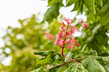 Genç ağaçların üzerindeki inanılmaz güzel kestane çiçeklerinin yakın çekimi.