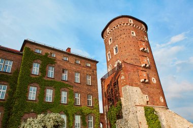 Krakow 'un merkezindeki eski Zamek Krolewski na Wawelu şatosuna tırmanan yemyeşil sarmaşıklı eski kırmızı tuğladan yapılmış bir bina.