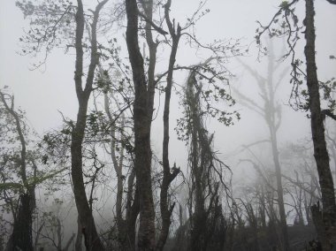 Jungle in the mountains in the fog after a storm. Forest in the fog. Trees, palm trees and branches are broken around after a volcanic eruption clipart