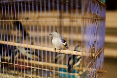 Eski bir kuş kafesi ve kuş Asya pazarında satılır.