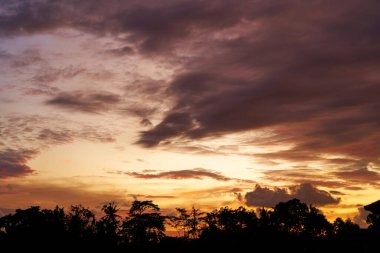Palmiye ağaçlarının silueti Bali adasındaki pirinç tarlasında gün batımının güzel renklerinde.