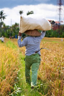 Pirinç tarlasında hasat mevsimi. Asyalı bir çiftçi kafasında bir çuval biçilmiş pirinç taşıyor. Bali, Endonezya - 12.03.2022