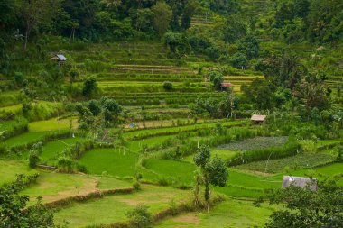 Asya pirinç teraslarının muhteşem manzarasının manzarası. Bali adasındaki pirinç tarlasında palmiye ağaçları. Parlak yeşil pirinç tarlalarının manzarası