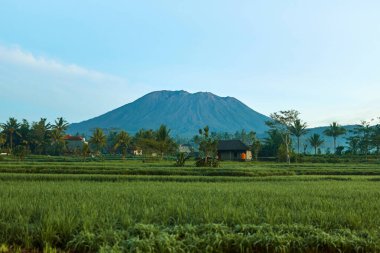 Agung Dağı 'nın panoraması ve Bali adasındaki pirinç tarlaları. Dağın arka planında palmiye ağaçları ve mısır tarlaları var. Güneşli bir günde Agung volkanı bulutlarla kaplı.