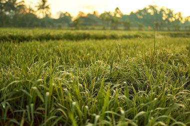 Yeni sulu yeşil pirinç terasları popüler Bali adasında sabah çiğ taneleriyle kaplıdır.