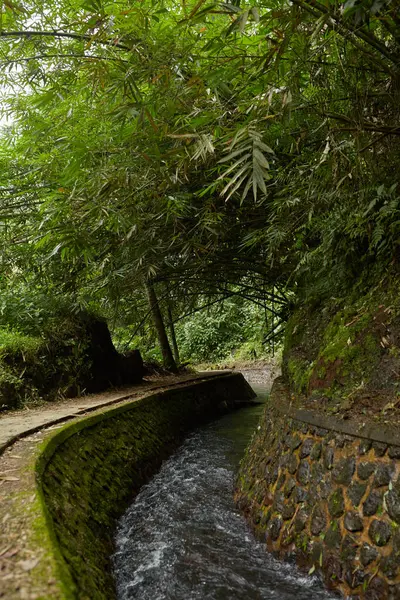 Nehirli bir kanal ve Bali 'nin popüler turistik adasında ormanda dağa tırmanan bir patika.