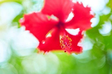 Red tropical hibiscus flower in a green garden clipart