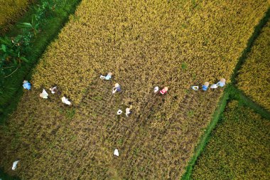 Hasat zamanı pirinç tarlasında uçan dronun fotoğrafı. Bir grup insan orakla pirinç biçiyor ve onları torbaya koyuyor.