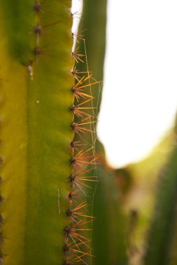 Batan güneşin aydınlattığı bir kaktüsün keskin iğnelerinin yakın çekimi.