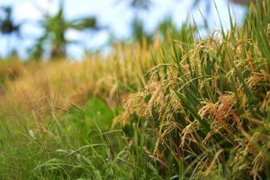 Çeltik tarlasında olgun pirincin yakın çekimi. Bali adasındaki pirinç tarlaları