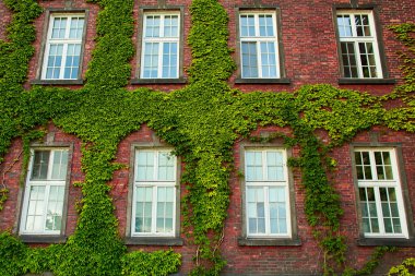 Krakow 'un merkezindeki eski Zamek Krolewski na Wawelu şatosuna tırmanan yemyeşil sarmaşıklı eski kırmızı tuğladan yapılmış bir bina.