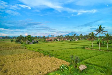 Pirinç tarlalarının havadan görünüşü ve insansız hava aracından bir tepe köyü. Bali adasında pirinç terasları