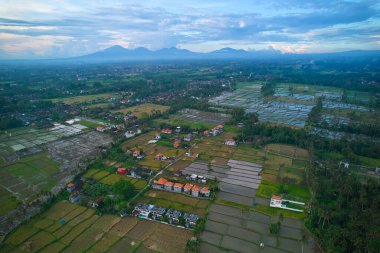 Pirinç tarlalarının havadan görünüşü ve insansız hava aracından bir tepe köyü. Bali adasında pirinç terasları