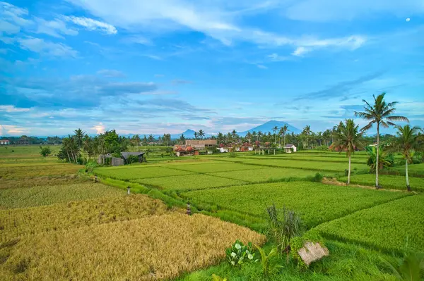 Pirinç tarlalarının havadan görünüşü ve insansız hava aracından bir tepe köyü. Bali adasında pirinç terasları