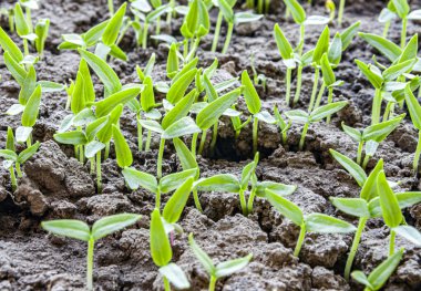 Bereketli topraklarda taze biber filizlerinin yakınlaşması, organik yetiştirmenin ve çiftçilikte yeni bir hayatın başlangıcını sembolize ediyor.