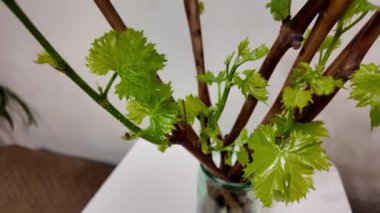 Kökleri olan üzüm kesikleri ve su kavanozunda yeşil lahanalar, başarılı bir kök salma gösteriyor