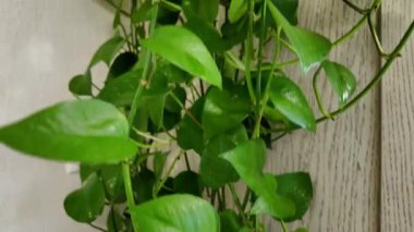 Epipremnum aureum (Scindapsus) zengin yeşil, kalp şeklinde yeşilliklere sahip