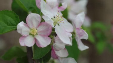 Elma çiçeği bahar rüzgarında usulca hareket eder.