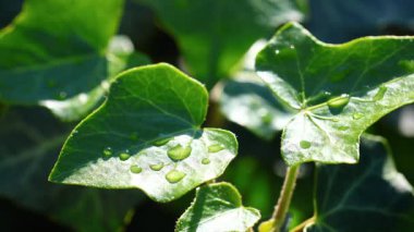 Yeşil sarmaşık yaprağının üzerindeki su damlacıkları