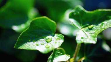 Su damlacıklarıyla süslenmiş yeşil sarmaşık yaprağı. Doğa